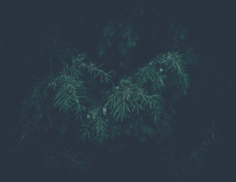bg_text_block Close-up of pine needles in a low-light setting, featuring small, round, blueish berries scattered among the green foliage.