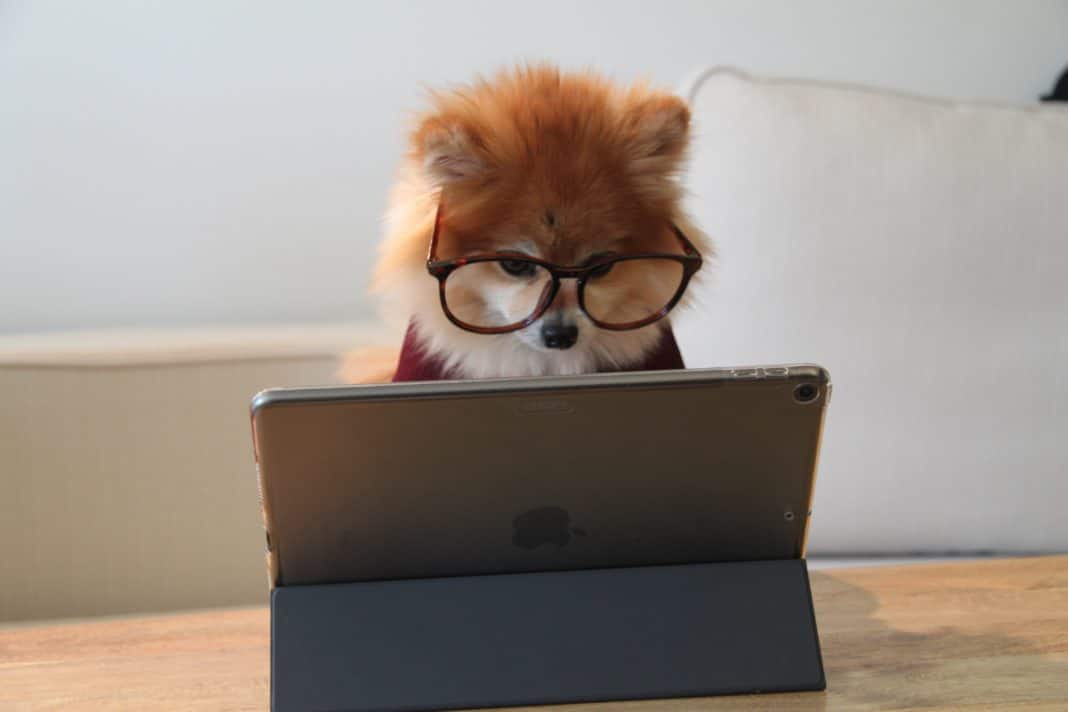 A pomeranian dog using a phone